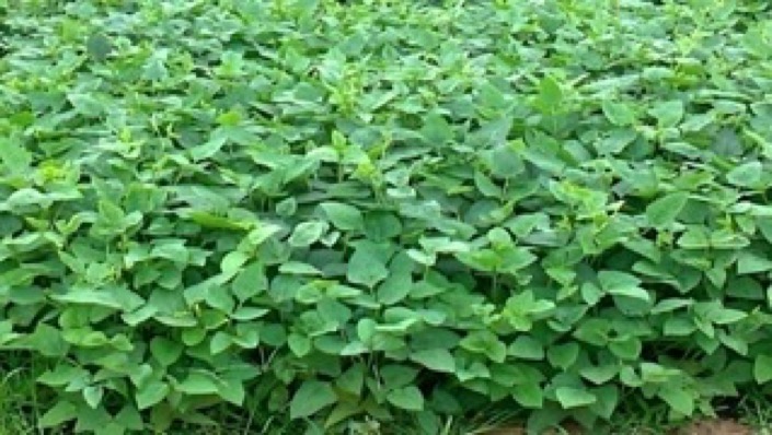 AICRP on Forage Crops & Utilization
