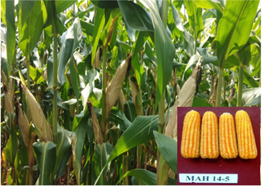 AICRP on Maize