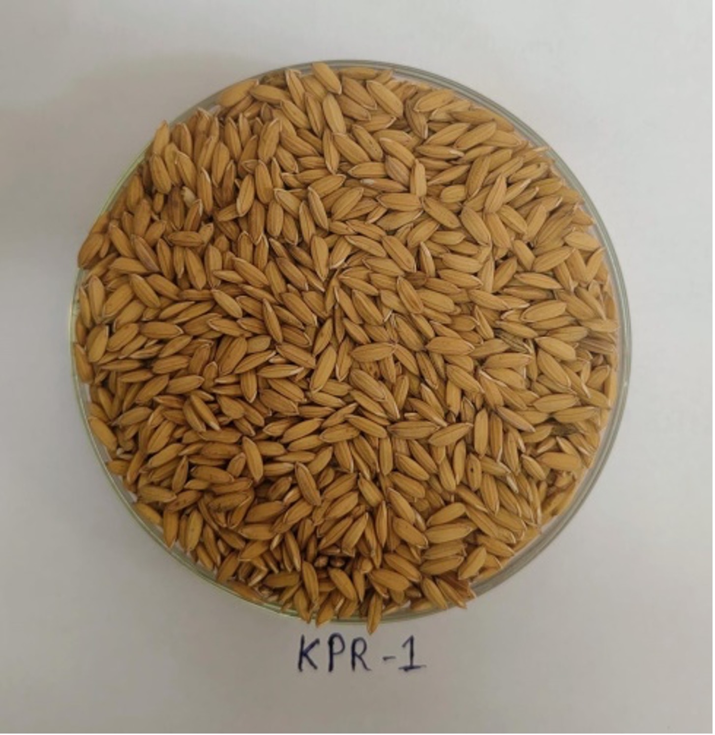 AICRP on Rice, Ponnampet