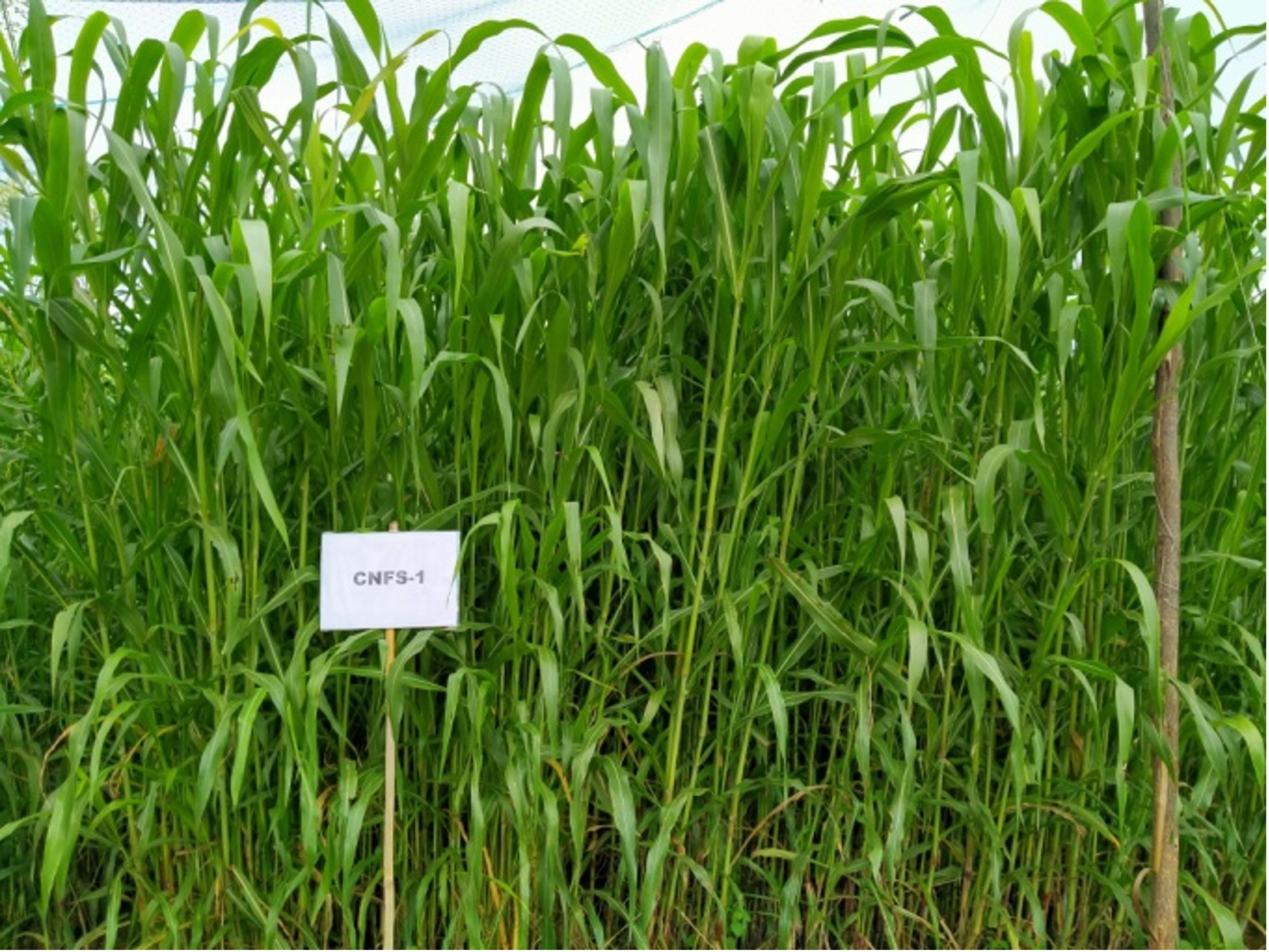 AICRP on Sorghum