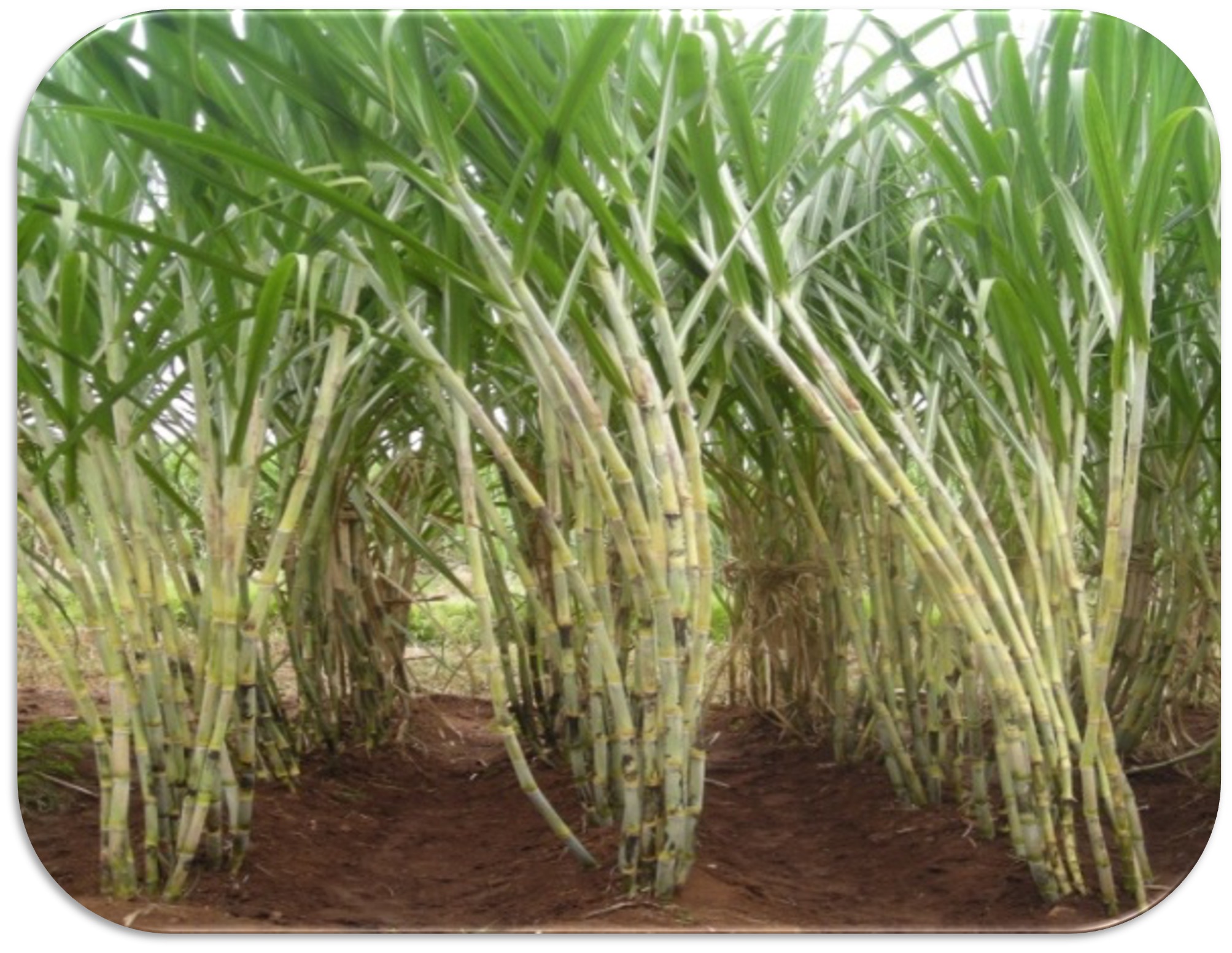 AICRP on Sugarcane