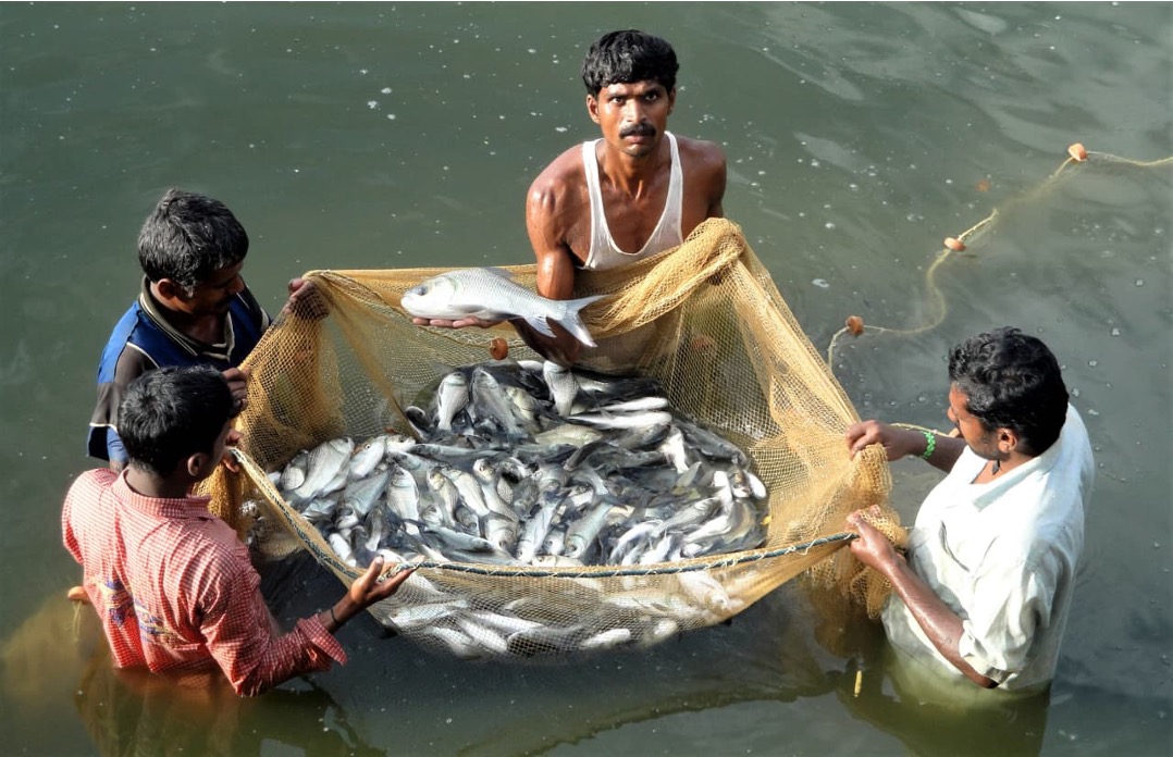 Inland Fisheries Unit